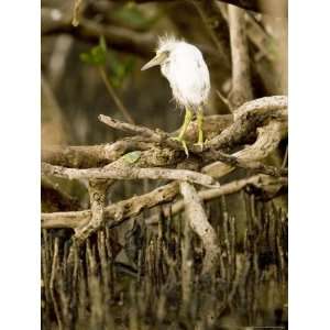 Cattle Egret Chick, Out of its Nest after Falling, Tampa Bay, Florida 