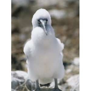  A Blue Footed Booby Chick Sits on a Rock on Espanola 