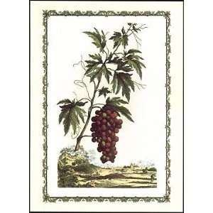  Grapes I Poster Print