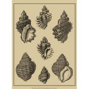   Shells On Khaki V   Poster by Denis Diderot (9.5x13)