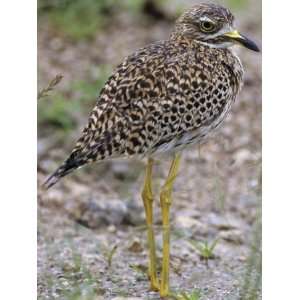  Spotted Thick Knee or Spotted Stone Curlew, Burhinus 