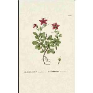    Reprint Rhododendron kamtschaticum 1784 1788