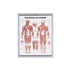  Muscular System Poster, 20 x 26