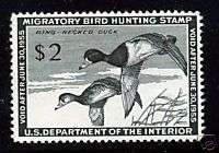   1954 FEDERAL DUCK STAMP Unsigned No Fault No Gum Faultless $35C  