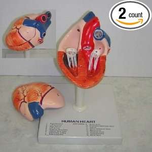 Human Heart   Anatomical Model  Industrial & Scientific