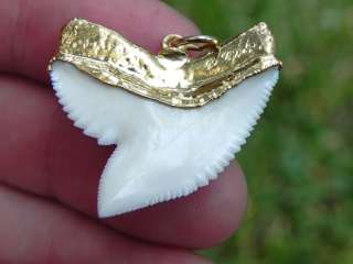 Gold Plated Modern Tiger shark tooth 100% AUTHENTIC   
