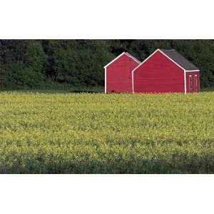  Red Barns