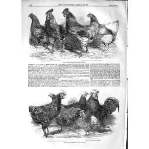   1852 PRIZE POULTRY GREAT YARMOUTH COCHIN CHINA ASTLEY