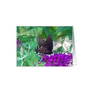  Spicebush Swallowtail Butterfly Card Health & Personal 