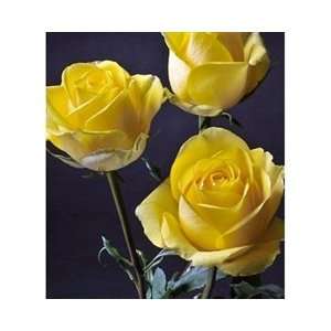  Latina Yellow Rose 20 Long   100 Stems Arts, Crafts 