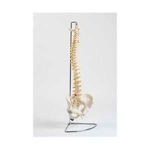  NEW DESIGN   Flexible Spine Model (Stand Included 