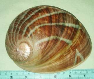 155mm.Haliotis Laevigata Abalone Seashell Sea shell AB57  