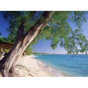 Leaning Tree Above Calm Turquoise Sea, Seven Mile Beach, Grand Cayman 