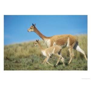  Vicuna, Mother with 3 Week Old Baby, Peruvian Andes 