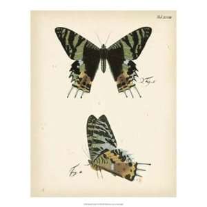  Butterfly Profile IV   Poster by Vision studio (16x20 