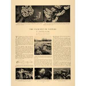  Bird Flowers Floral Botanical Botany Wildlife   Original Print Article