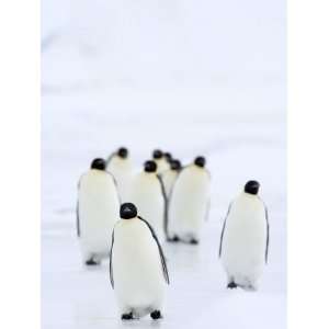  Emperor Penguins (Aptenodytes Forsteri), Snow Hill Island 