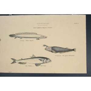  Abdominales Argentina Fish Fishes Antique Print C1860 