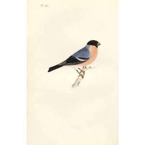  Bulfinch Meyer H/C Birds 1842 50