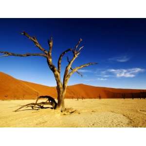  Dead Tree, Namib Naukluft National Park, Namibia 