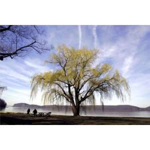  Willow Tree with Spring Leaves Croton