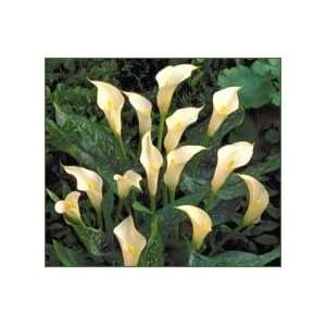  5 Calla Lily Variety Super Mac Spotted Leaf bulb Patio 