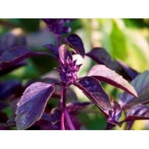  Todds Seeds   Basil, Purple Dark Opal Herb Seed   1oz Seed 