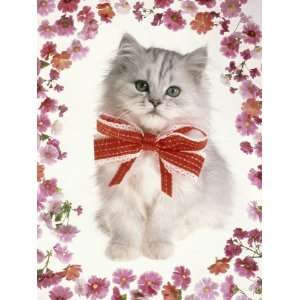  White Cat with Red Bow Surrounded by Flowers Photographic 