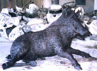 Small Cast Bronze Wild Boar Statue   
