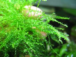 Stringy Moss x2  live aquarium plant fish java fern co2  