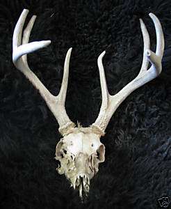 Whitetail Skullwood,deer,forest~The Wildlife,Tx SW0005  