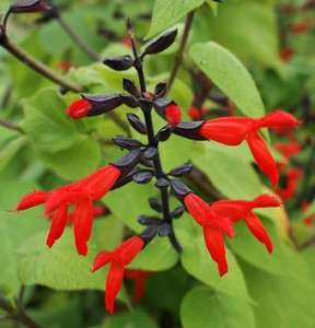 Salvia gesneriifora Tequila HUGE FUZZY RED & BLACK FLOWERS  