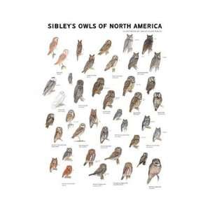  New Waterford Press Sibleys Owls N. America Poster 