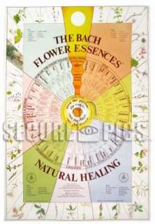 Bach Flower Essences Wall Chart Featuring All 38 Remedies