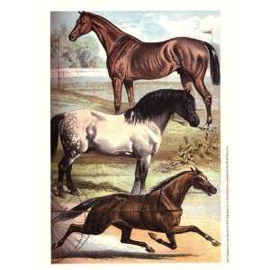  Johnsons Horse Breeds I   Poster by Henry J. Johnson (9 