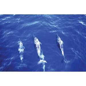  Buyenlarge 19778 1P2030 Spotted Dolphin 20x30 poster