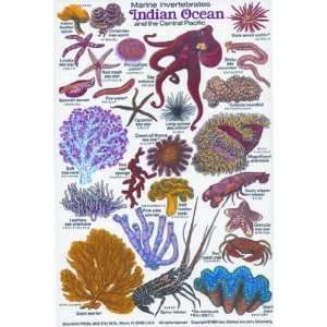   Invertebrates of the Indian Ocean & the Central Pacific Sports