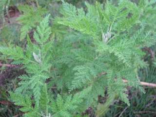 Artemesia Afra   ajenjo africano   10 semillas