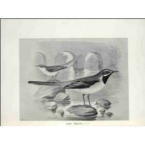  Reprint Grey Wagtail 1896