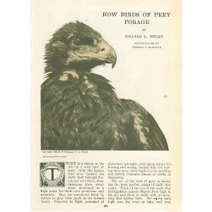    1907 How Birds of Prey Forage Eagles Owls Vultures 