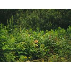 Red Fox, Vulpes Vulpes, Peers Out From a Batch of Wildflowers 