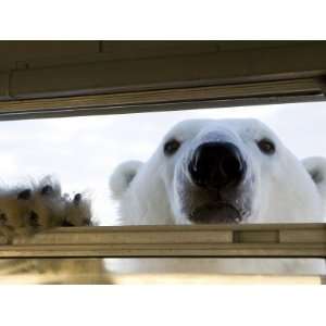 Polar Bear (Ursus Maritimus), Hudson Bay, Churchill, Manitoba, Canada 