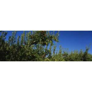 Apple Orchard, Wenatchee, Chelan County, Washington, USA by Panoramic 
