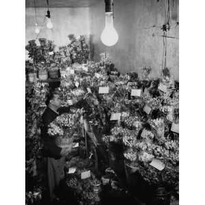  Florist Otto Amling, Checking the Daily Shipment of 