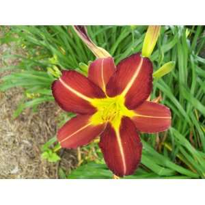  Dark Red with yellow ribs Daylily 3 Seeds Patio, Lawn 