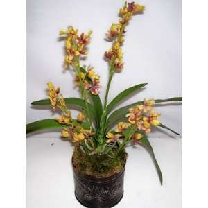  14 Mini Potted Cattleya Orchid (Gold)