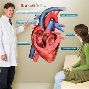  Heart Sticky Anatomy Wall Chart