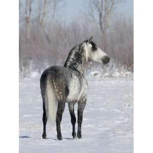  Rear View of Grey Andalusian Stallion Standing in Snow 