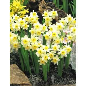  Minnow Rock Garden Daffodil   5 bulbs Patio, Lawn 