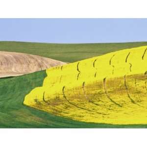  Patterns of Wheat, Canola and Fallow Fields, Whitman 